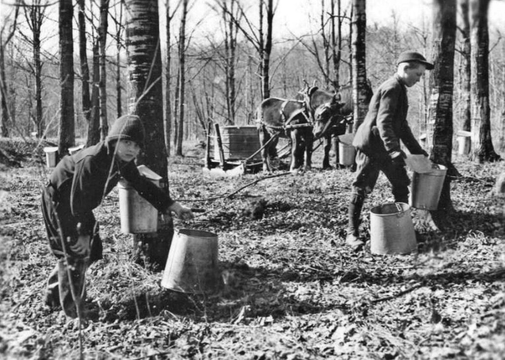 maple sugaring, gathering sap